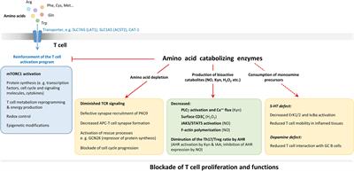 Control of T-Cell Activation and Signaling by Amino-Acid Catabolizing Enzymes